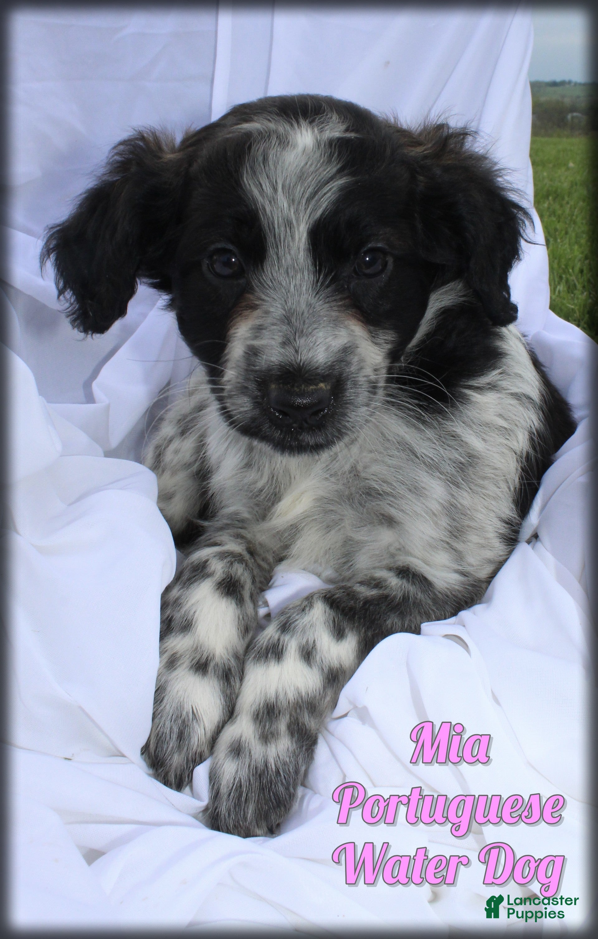 Portuguese Water Dog dogs Mia - Ad 1