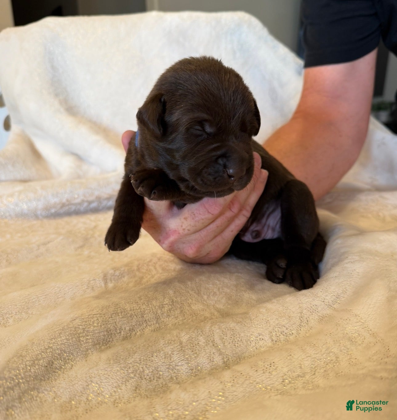 Labrador Retriever dogs Labrador Retriever 2 - Ad 1