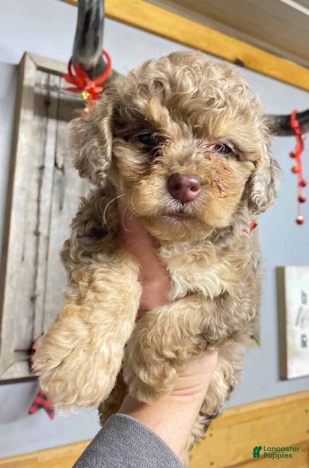 Cockapoo dogs for sale: Princess Ruby  - Ad 5