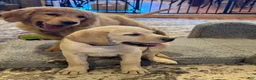 Labrador Retriever dogs for sale: Ketchup- Red collar - Ad 4