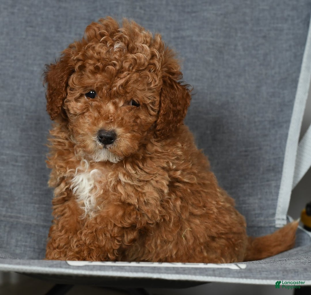 Toy Poodle dogs for sale: Buddy - Ad 8