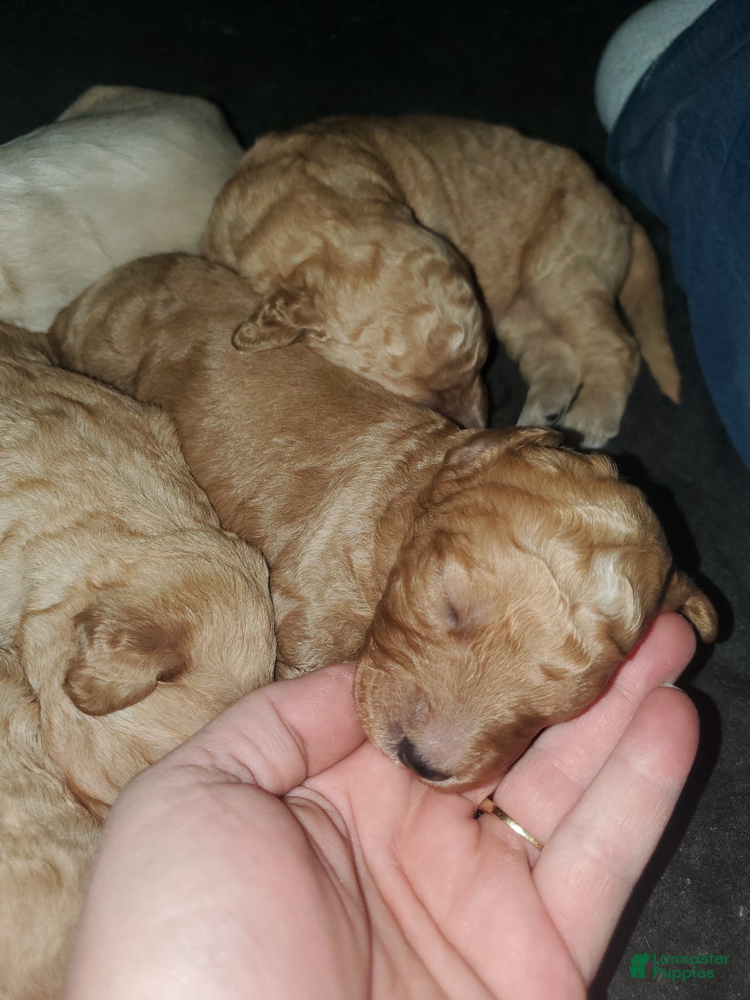Goldendoodle dogs for sale: Goldendoodle Puppy 9 - Ad 2