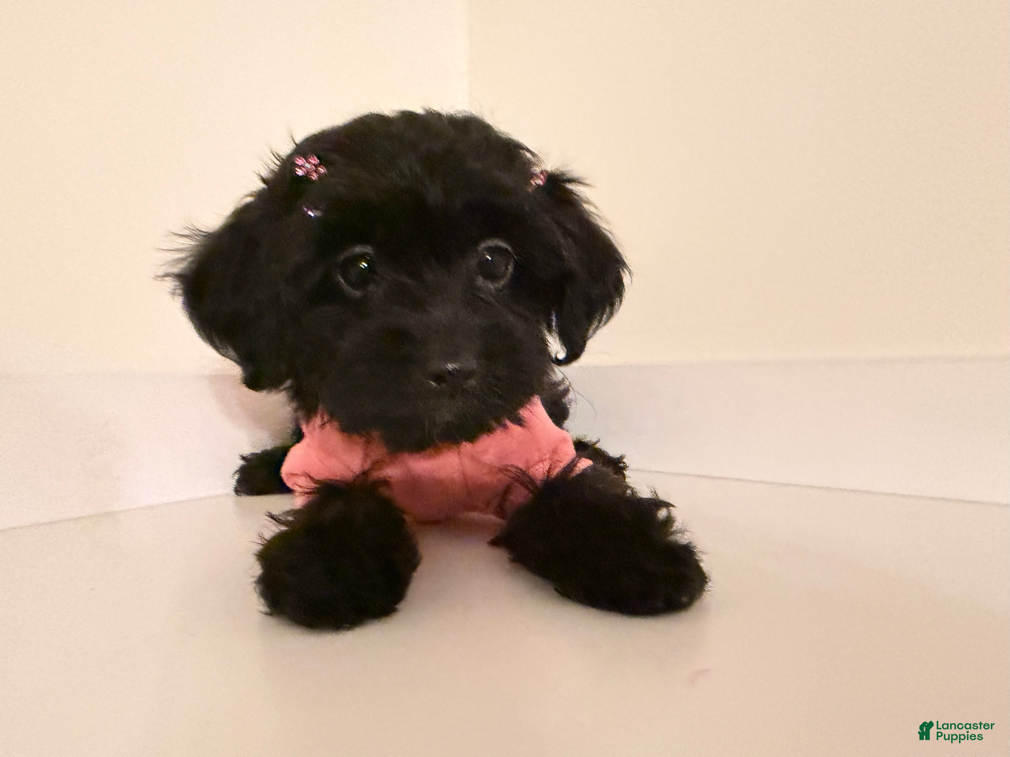 Yorkiepoo dogs for sale: Nori - Ad 1