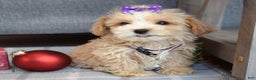 Maltipoo dogs for sale: Flo  - Ad 10