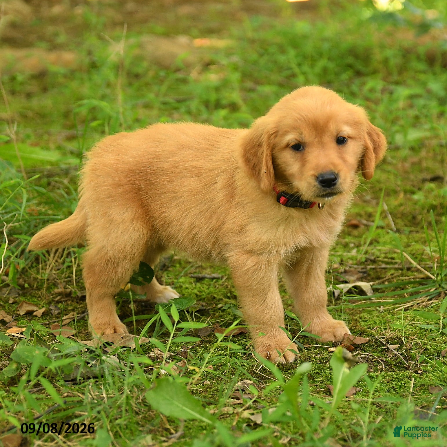 Golden Retriever dogs Dhanna - Ad 1