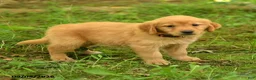 Golden Retriever dogs for sale: Dhanna - Ad 1