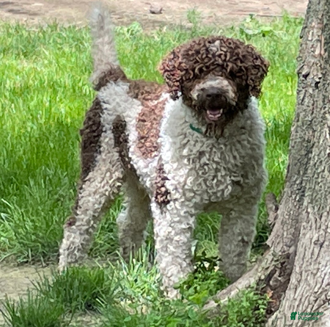 Luna for sale in Rogers Lancaster Puppies