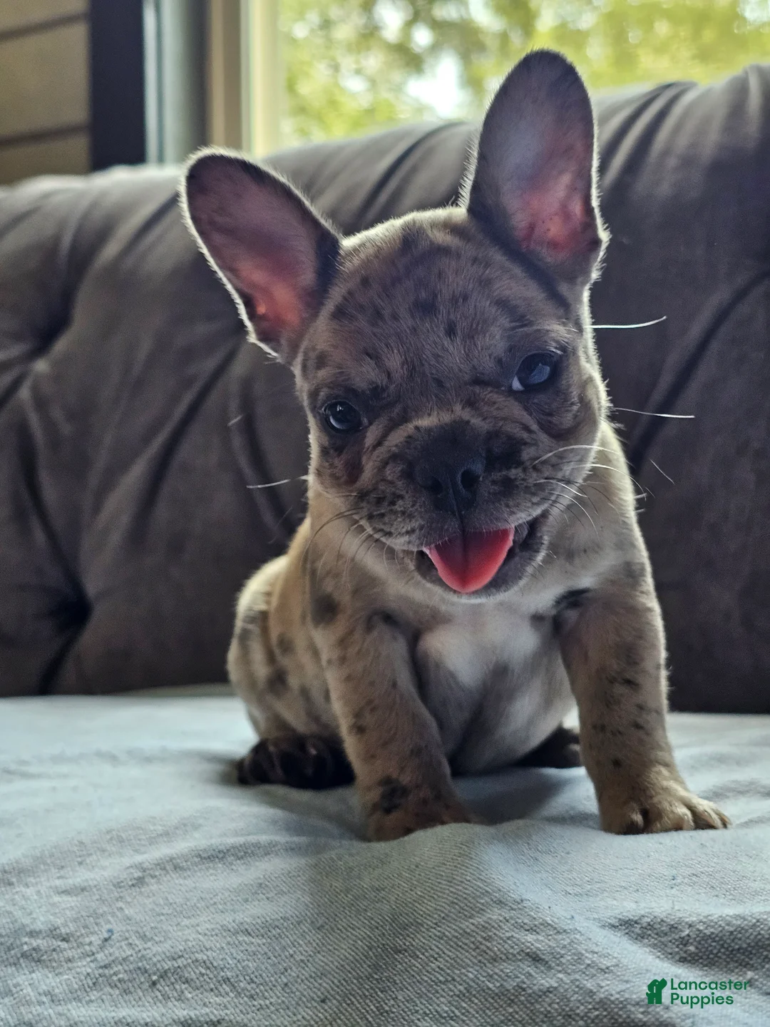 French Bulldog dogs for sale: French Bulldog 2 - Ad 1