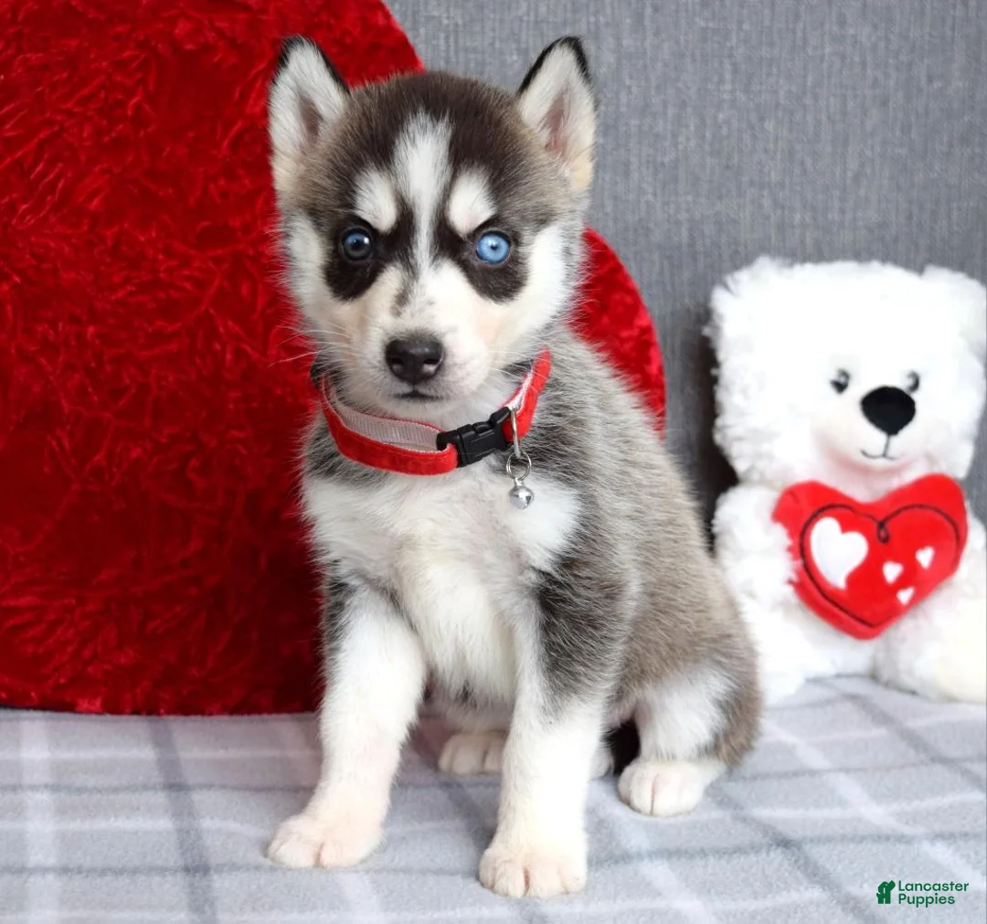 Siberian Husky dogs for sale: Carly - Ad 4