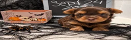 Yorkshire Terrier dogs for sale: Bruno - Ad 10