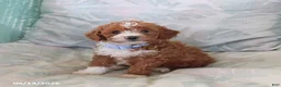 Toy Poodle dogs for sale: Rusty - Ad 5