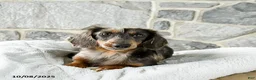 Miniature Dachshund dogs for sale: Piper - Ad 7