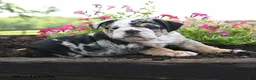 English Bulldog dogs for sale: Mervin - Ad 3