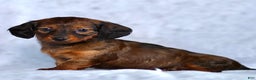 Dachshund dogs for sale: Kaylee - Ad 2