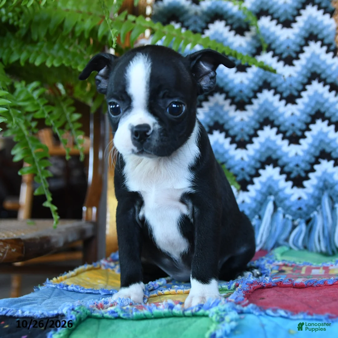 Boston Terrier dogs for sale: Liberty - Ad 1