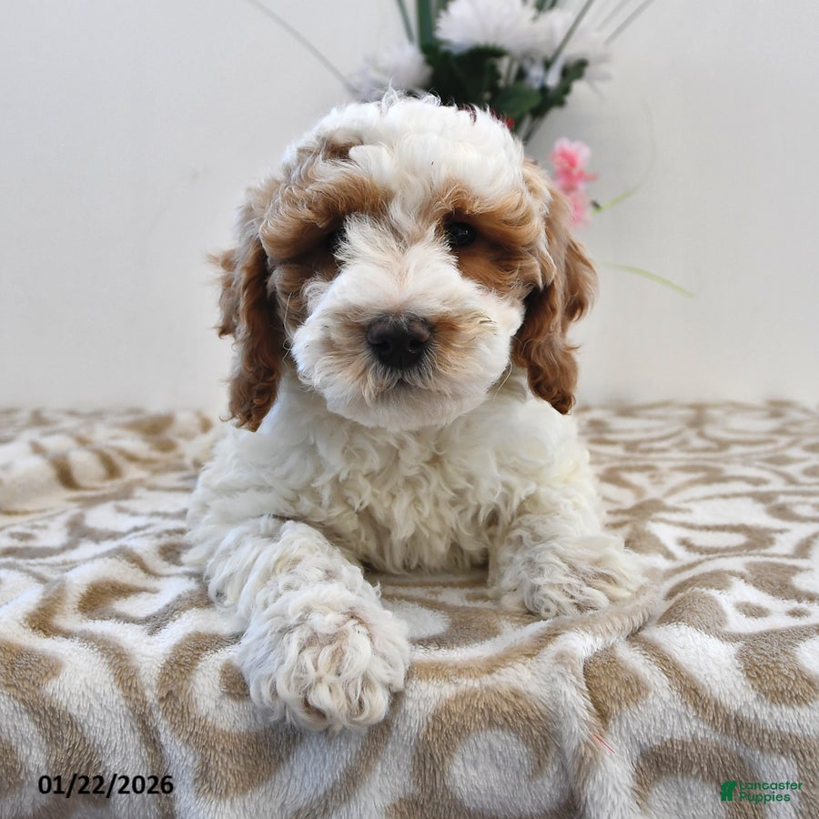 Mini Goldendoodle dogs Fletcher - Ad 16