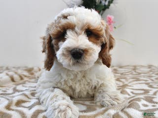Mini Goldendoodle dogs Fletcher - Ad 11