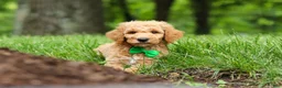Standard Poodle dogs for sale: Leo - Ad 11