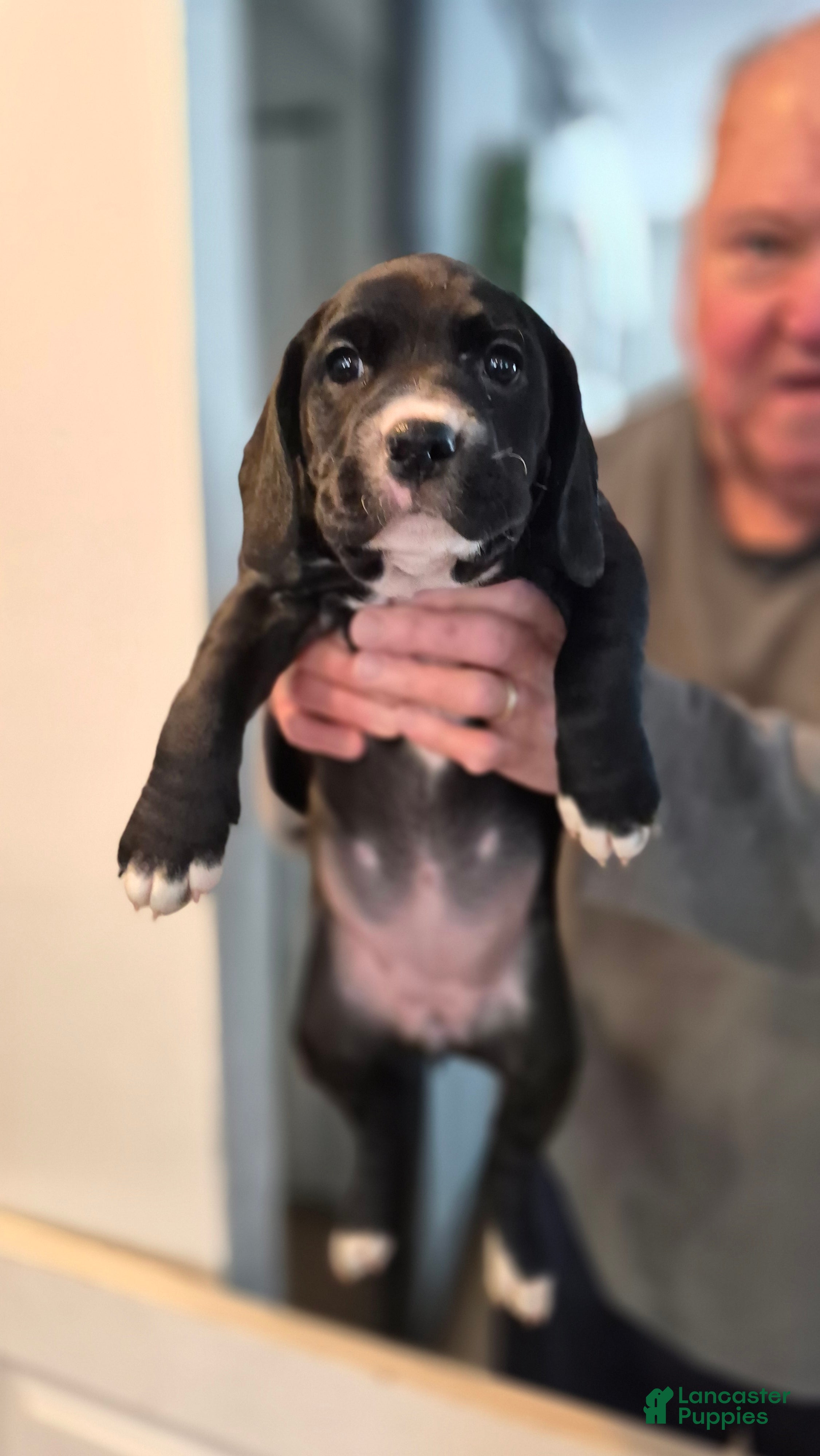 Mixed Breed dogs Lola - Ad 2