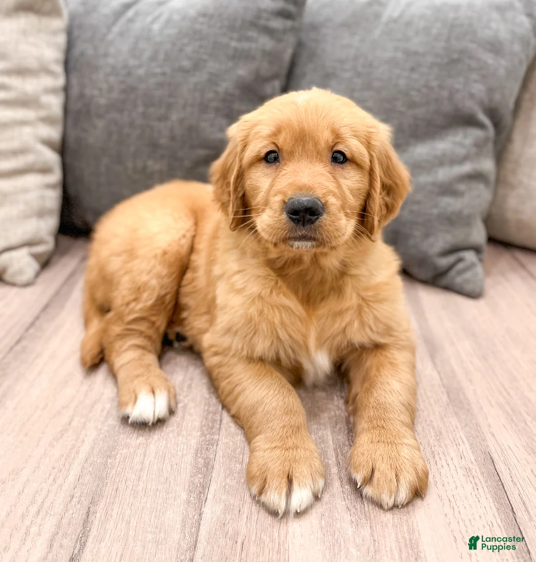 Golden Retriever dogs for sale: Chester - Ad 2
