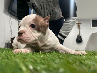American Bully dogs Ms Spice - Ad 20