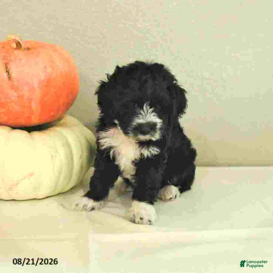 Mini Bernedoodle dogs Malik - Ad 1