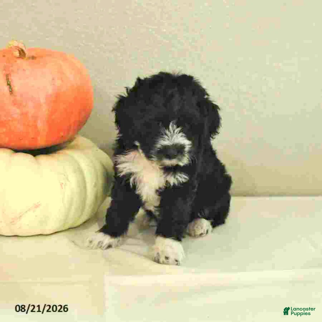 Mini Bernedoodle dogs for sale: Malik - Ad 1