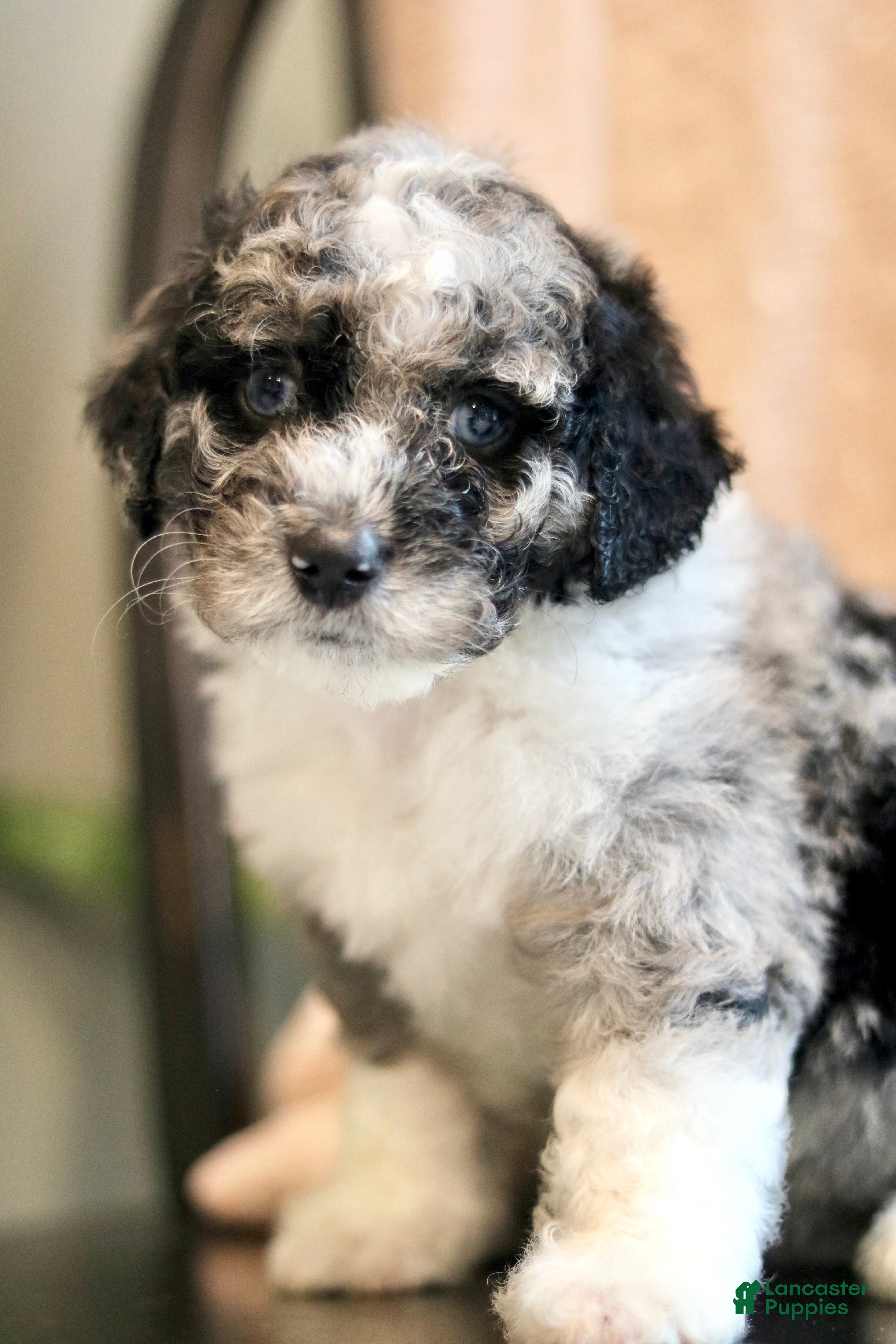 Mini Bernedoodle dogs Goldie - Ad 2