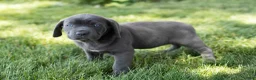 Cane Corso dogs for sale: Molly  - Ad 3