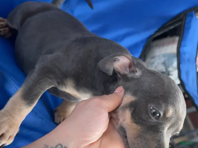 American Bully dogs for sale: American Bully 8 - Ad 40