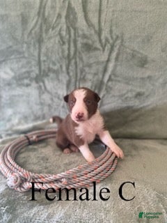 Border Collie dogs Female C - Ad 13