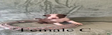 Female C