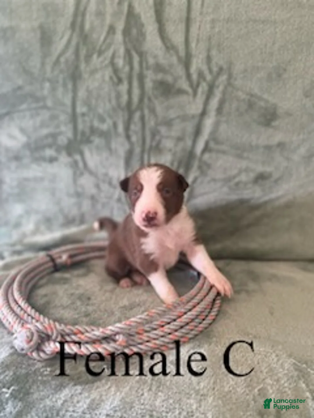 Border Collie dogs for sale: Female C - Ad 1