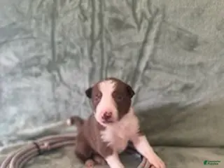 Border Collie dogs Female C - Ad 8