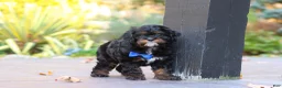 Cavapoo dogs for sale: Ash - Ad 15