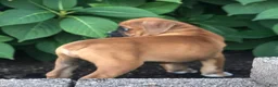 Boxer dogs for sale: Archie - Ad 2