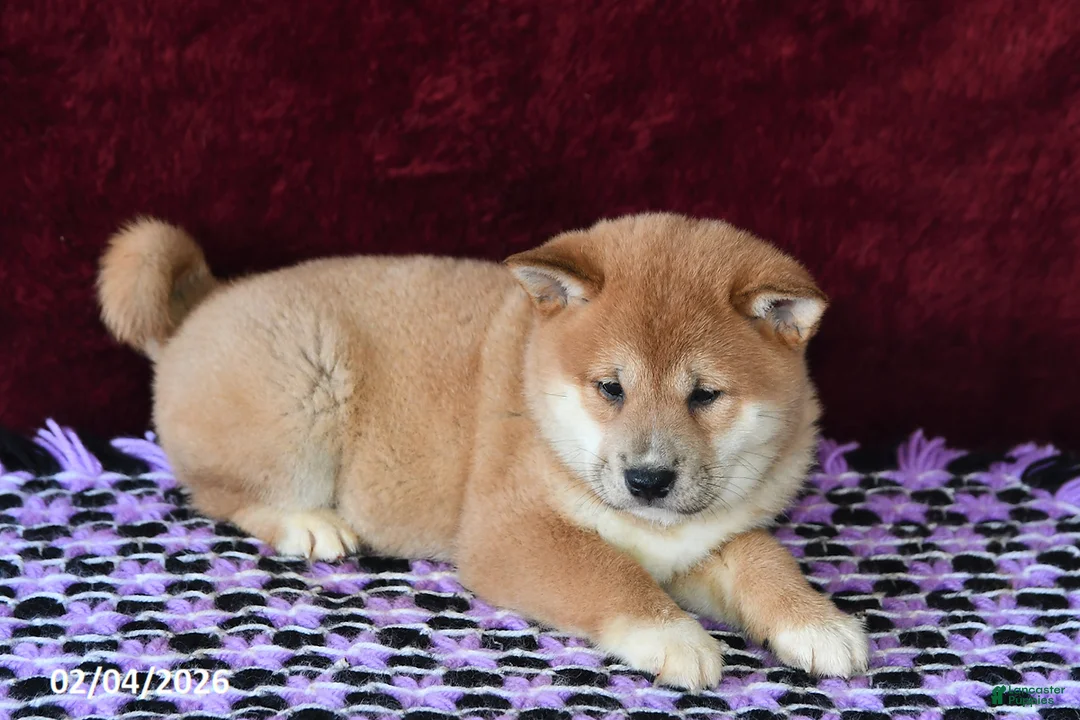 Shiba Inu dogs for sale: Luke - Ad 5