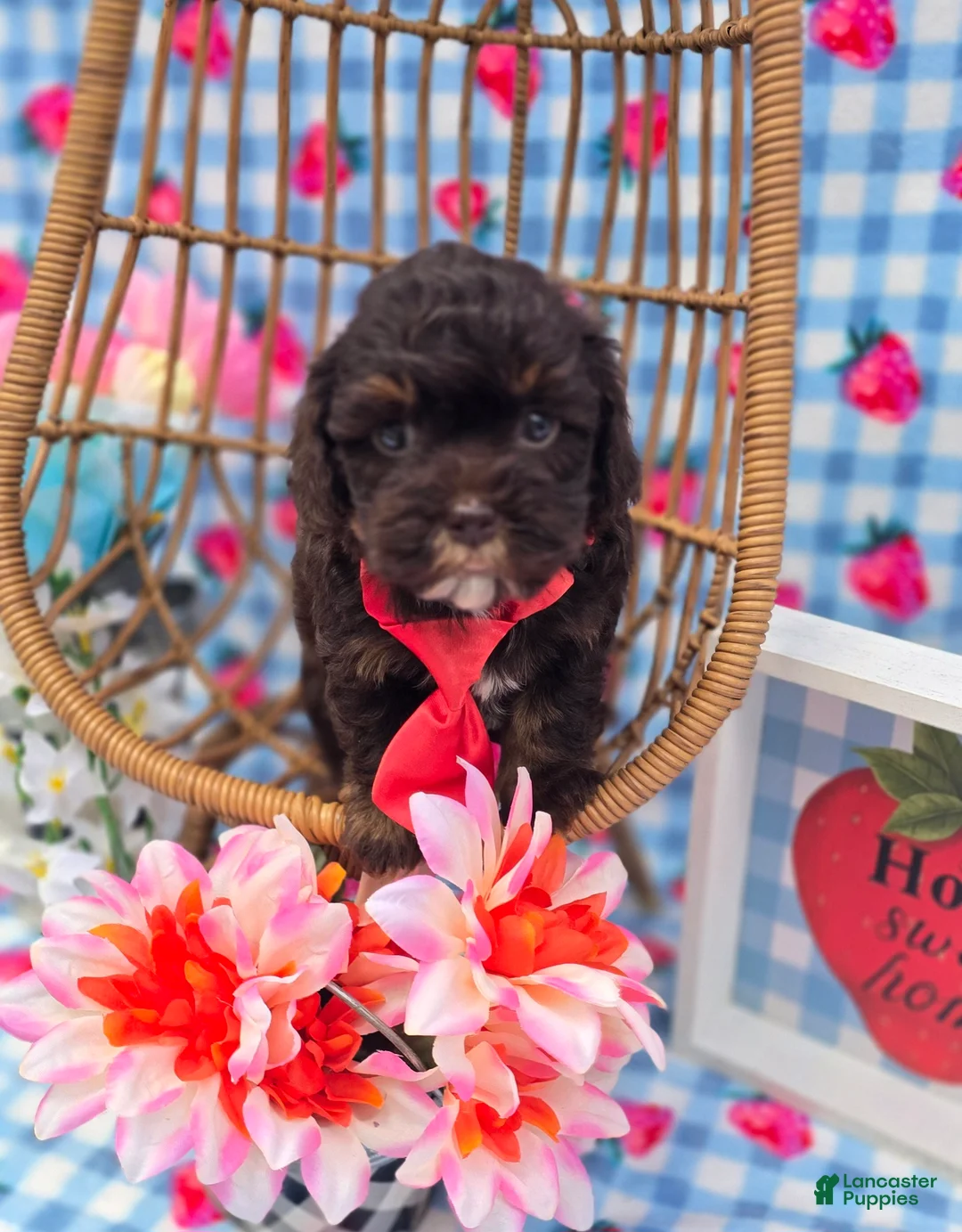 Havapoo dogs for sale: Waylon  - Ad 2
