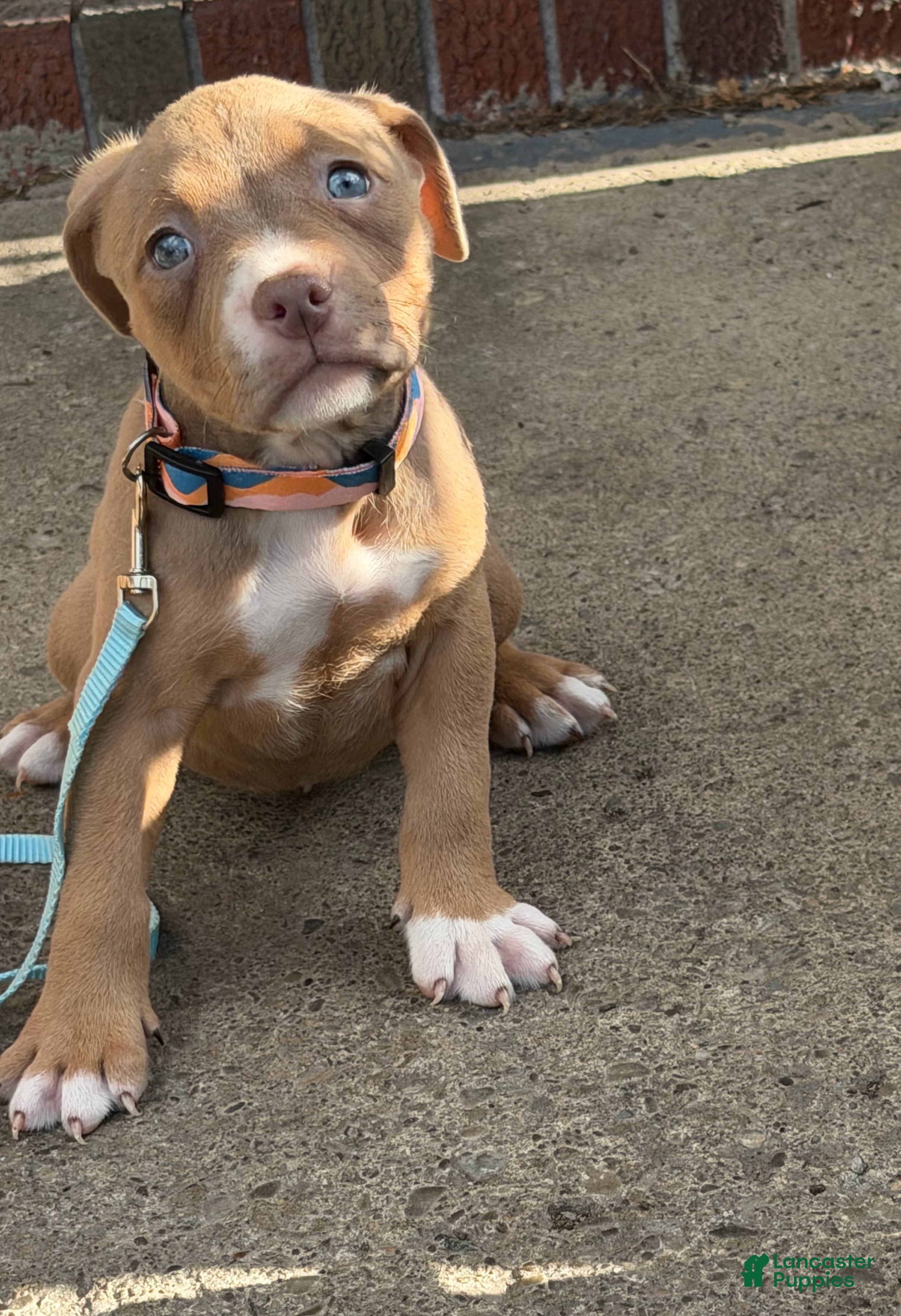 American Bully dogs for sale: Ruby - Ad 4