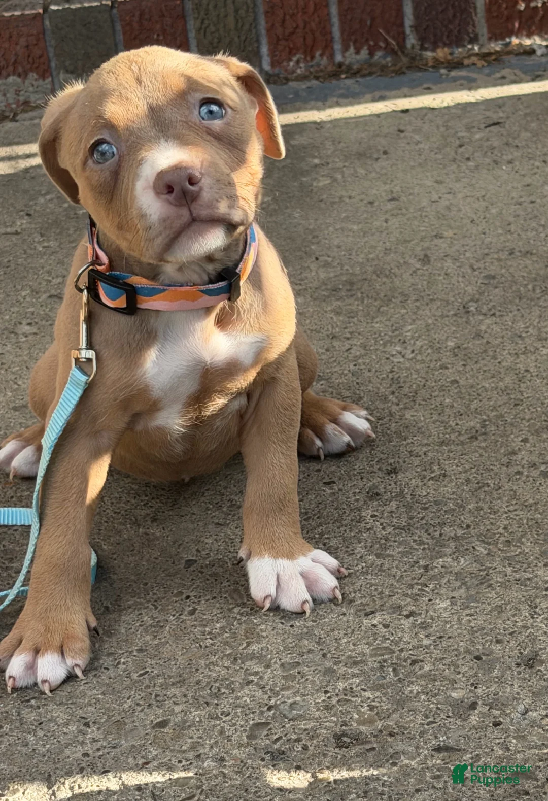 American Bully dogs for sale: Ruby - Ad 1