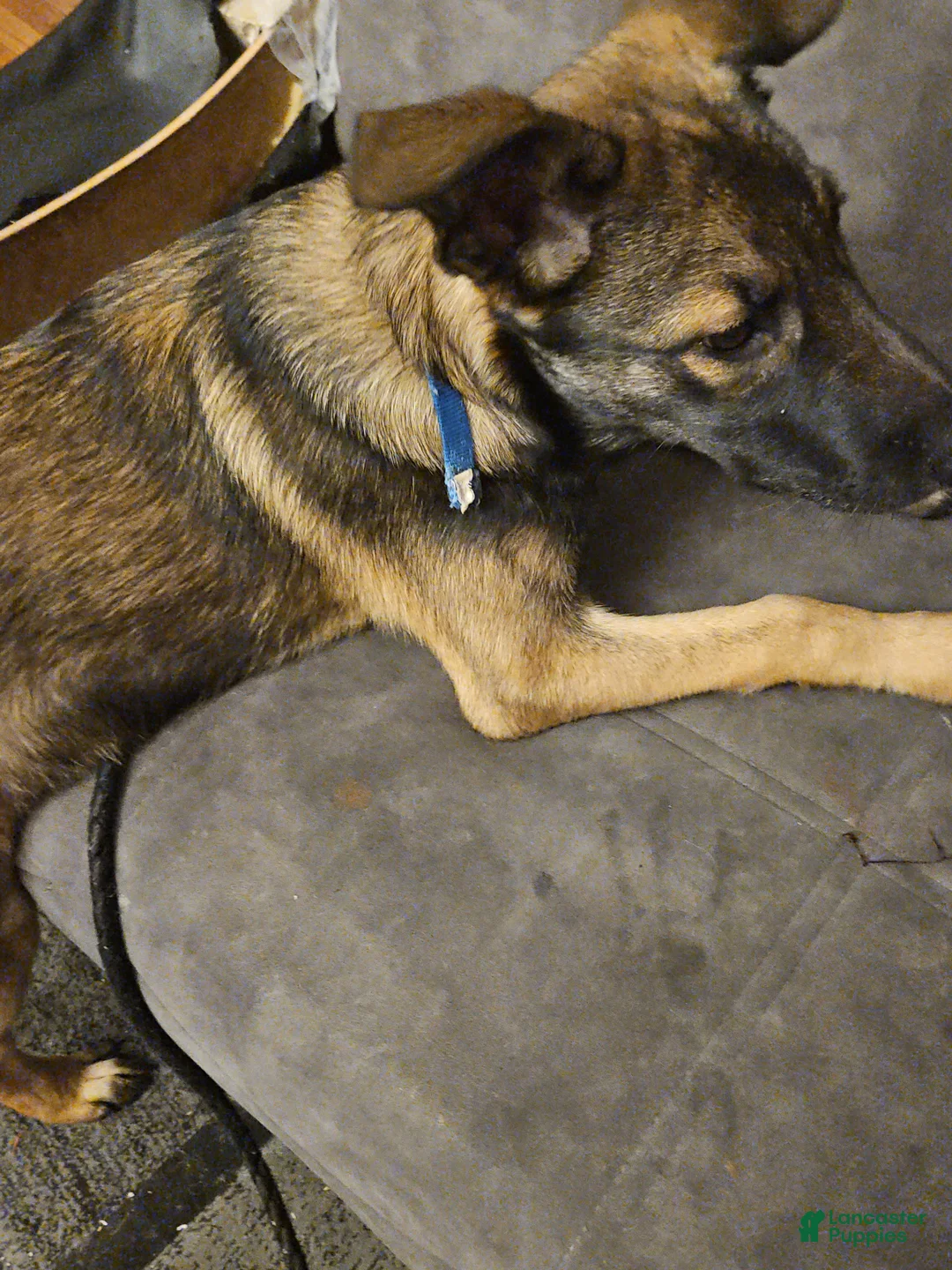 Mixed Breed dogs for sale: Mixed Breed Puppy 1 - Ad 2