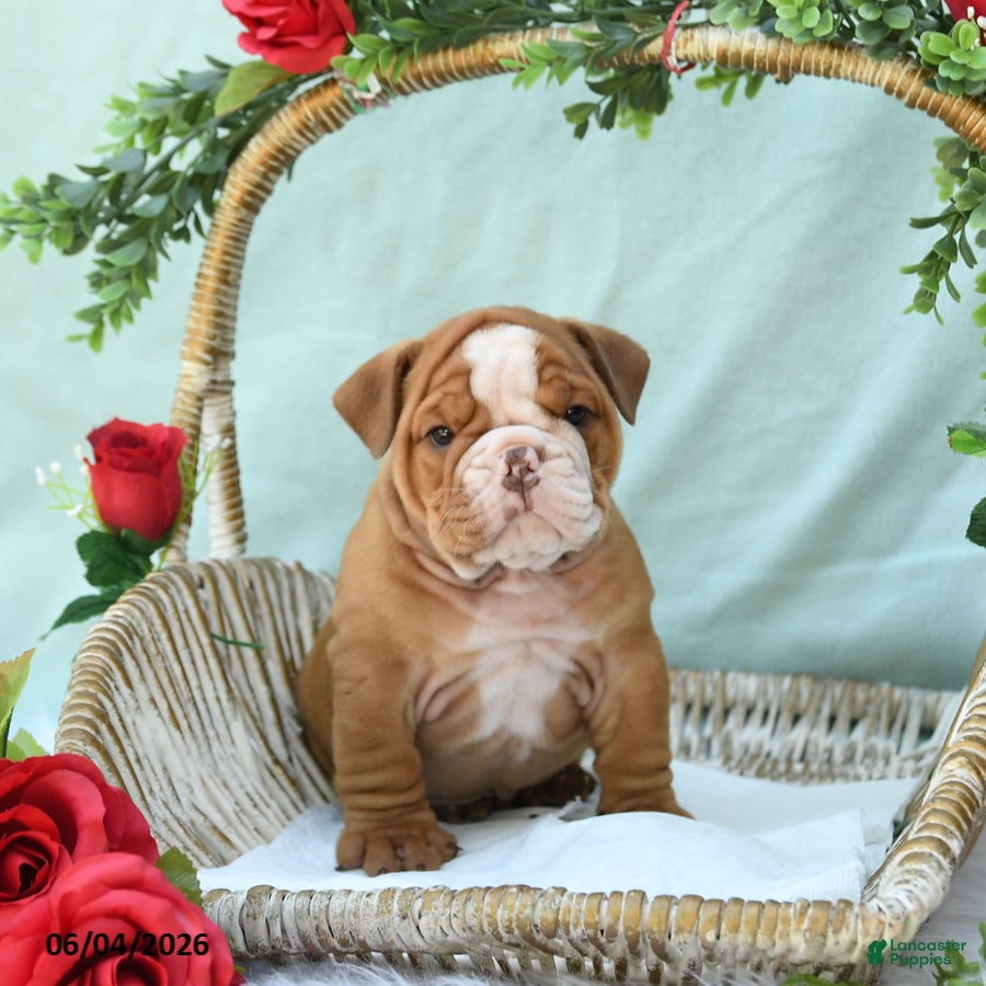 English Bulldog dogs for sale: Diesel - Ad 5