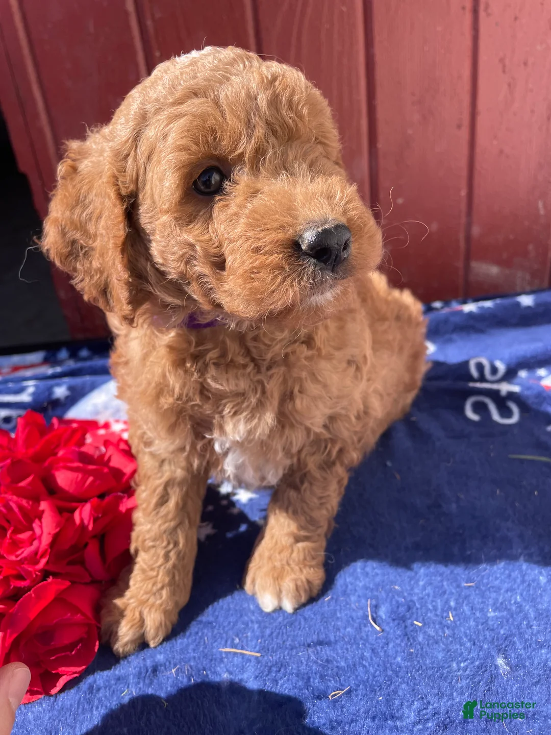 Mini Goldendoodle dogs for sale: Ross - Ad 2