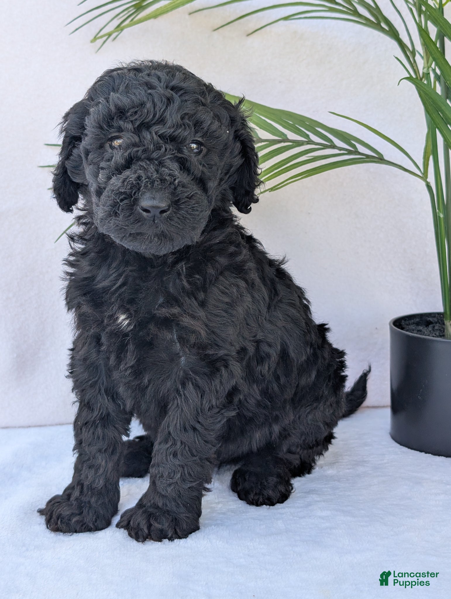 Goldendoodle dogs Gracie  - Ad 1