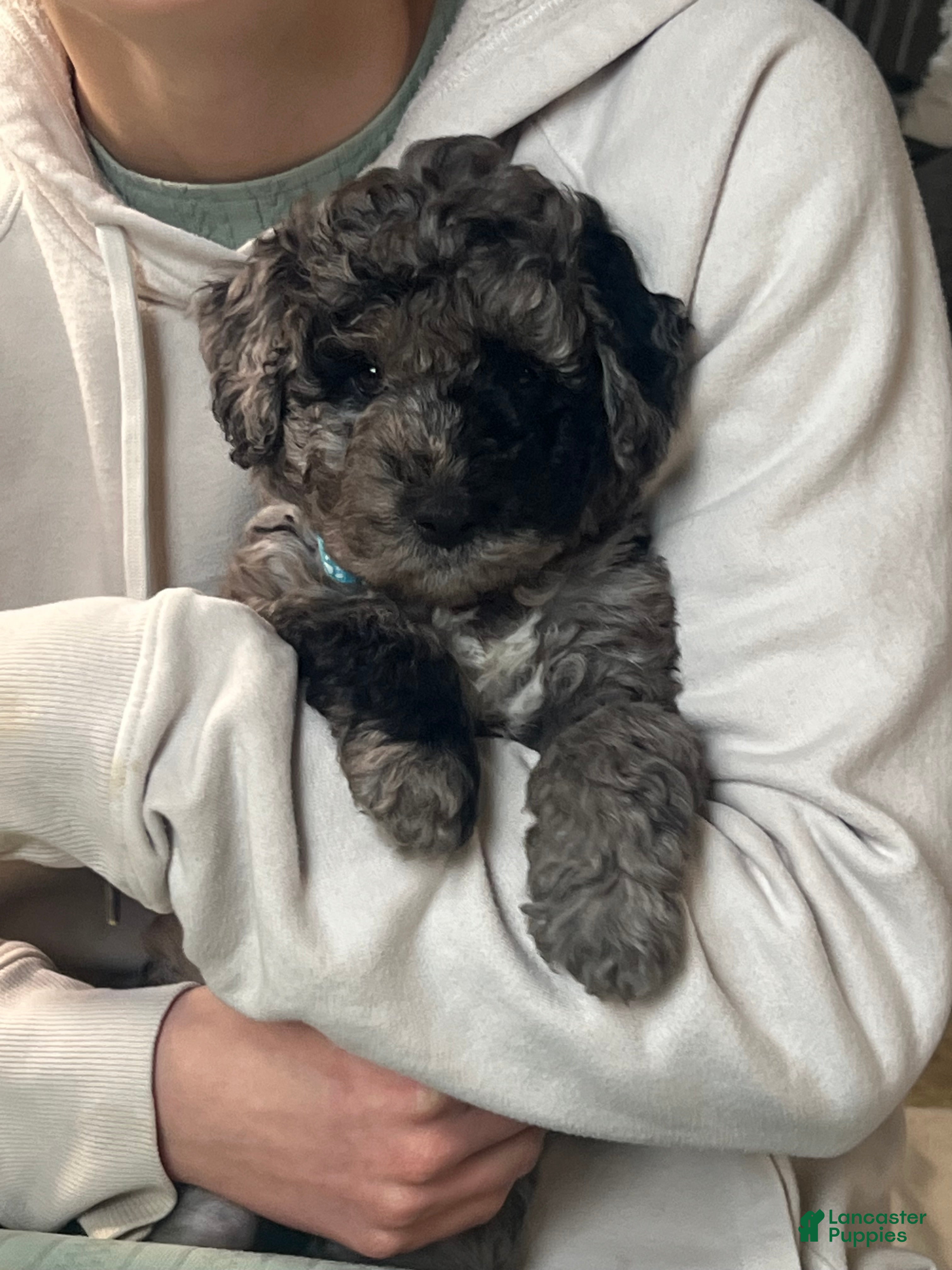 Mini Goldendoodle dogs Patch Mini Goldendoodle Puppy  - Ad 1