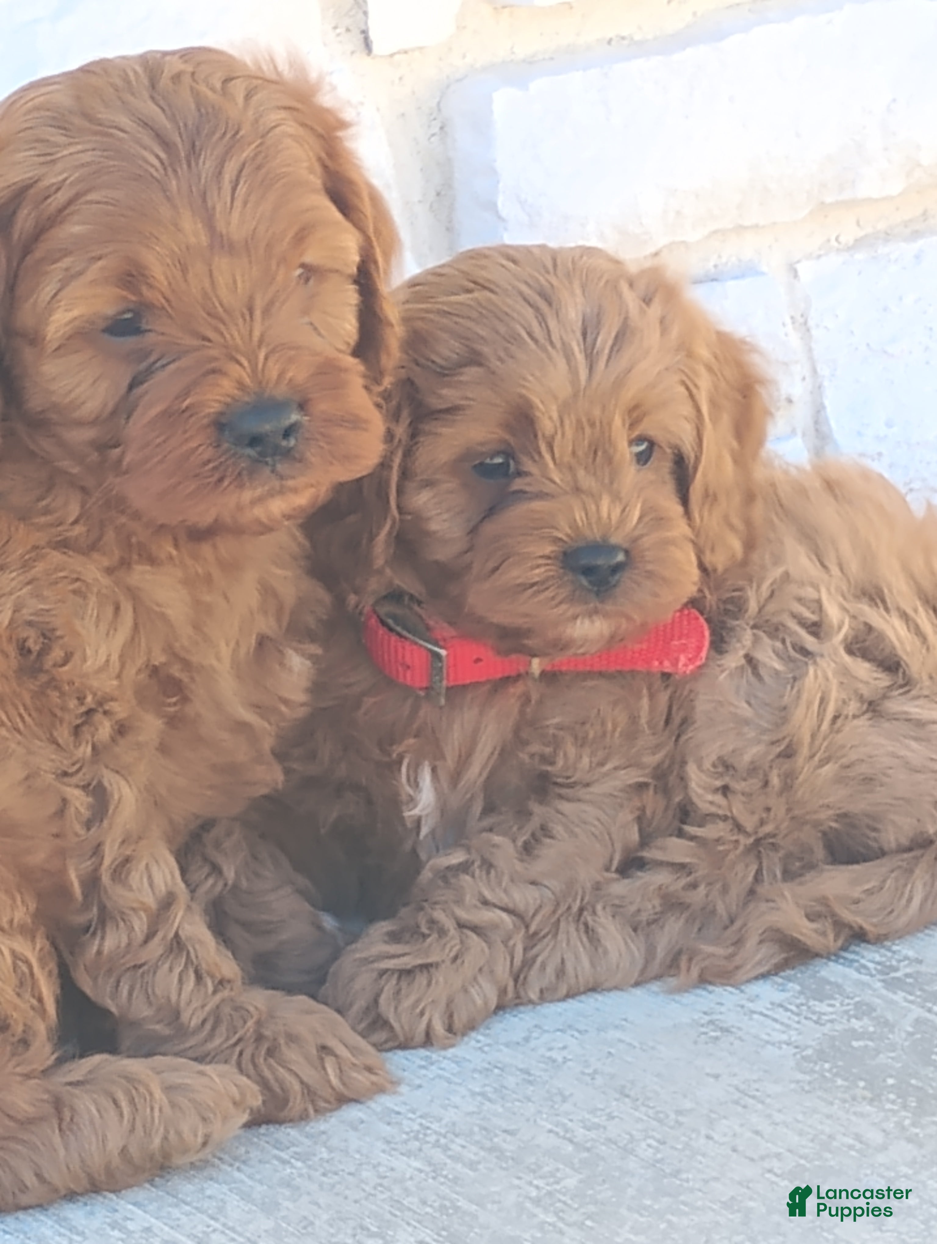 Cavapoo dogs for sale: Haley  - Ad 2