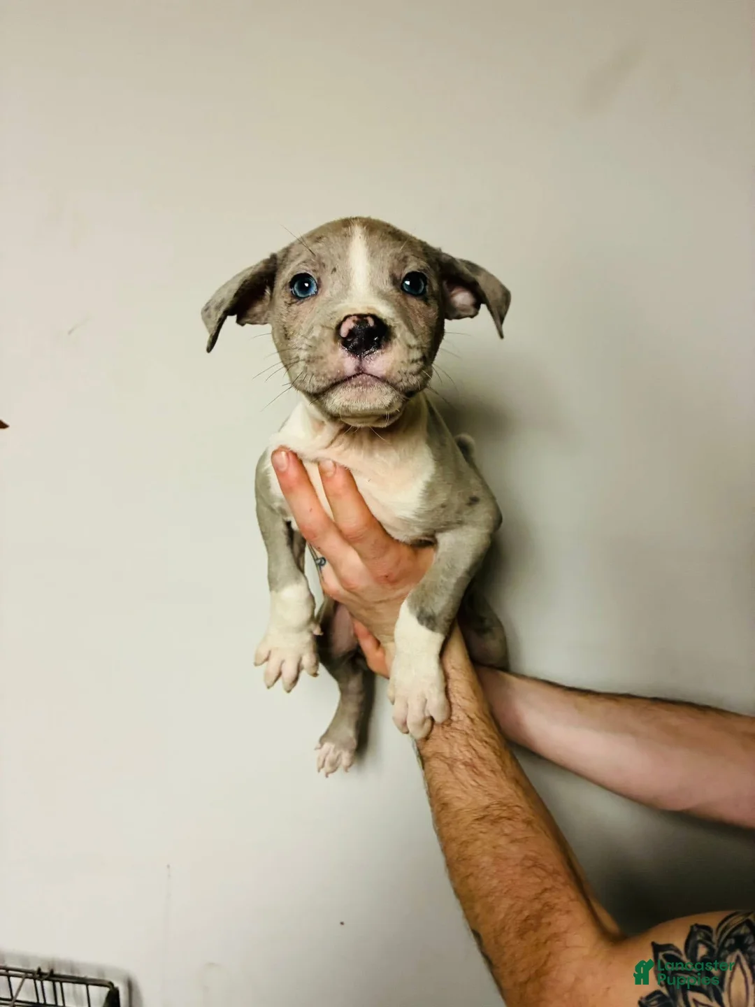 American Bully dogs for sale: Blue Merle - Ad 1