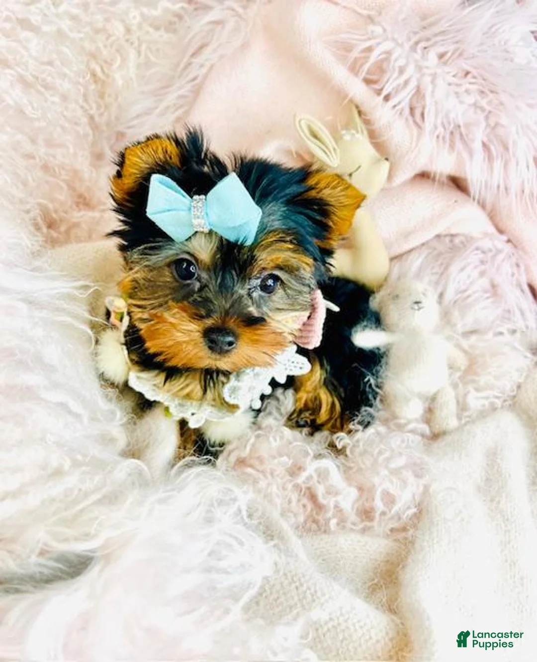 Yorkshire Terrier dogs for sale: Yorkshire Terrier Puppy 1 - Ad 4