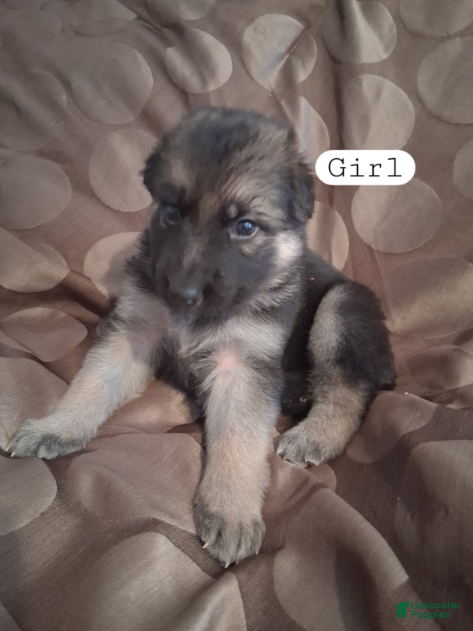 German Shepherd dogs Berreta - Ad 4