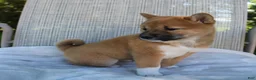 Shiba Inu dogs for sale: Luna - Ad 10